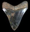 Serrated, Megalodon Tooth - Colorful Blade #62867-2